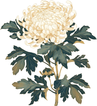 白菊花高清质量插画