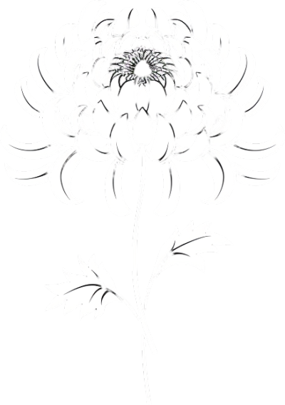 白菊花线稿插图