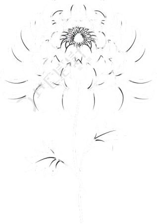 白菊花线稿插图