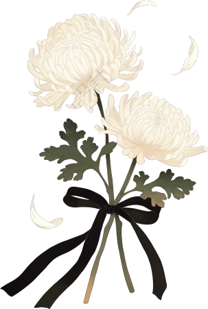白菊花插画插图