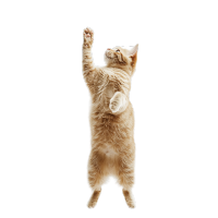 橘猫透明背景素材