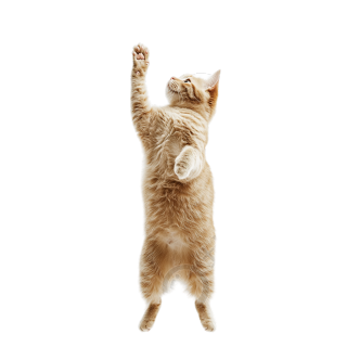 橘猫透明背景素材