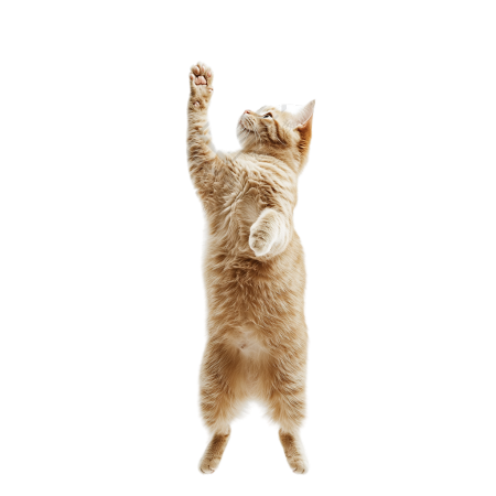 橘猫透明背景素材