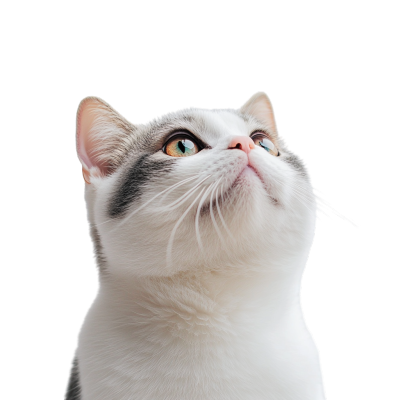 可爱猫咪高清PNG素材
