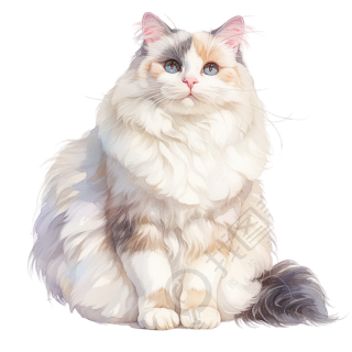 布偶猫可爱水彩插画