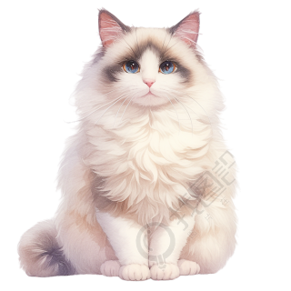 布偶猫可爱插图