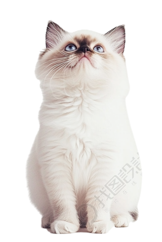 布偶猫创意设计元素