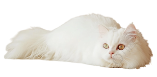 白猫慵懒插图