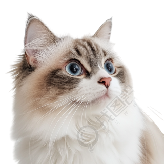 可爱布偶猫插画