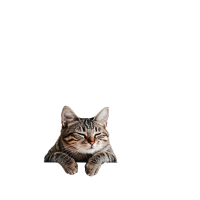 虎斑猫PNG高清素材