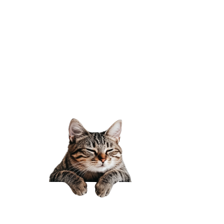 虎斑猫PNG高清素材