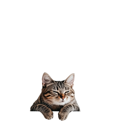 虎斑猫PNG高清素材