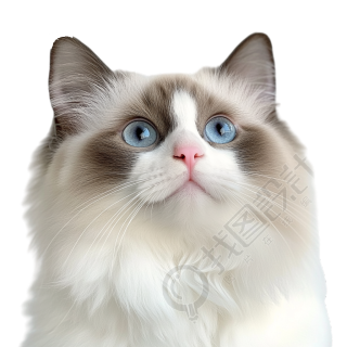 可爱布偶猫元素