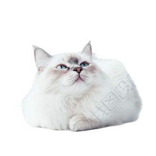 布偶猫高清图形素材