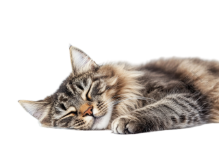 缅因猫睡觉插画