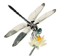 蜻蜓荷花素材