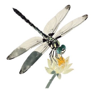 蜻蜓荷花素材