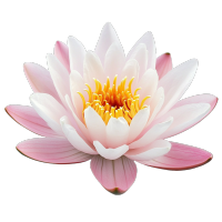 睡莲可商用素材
