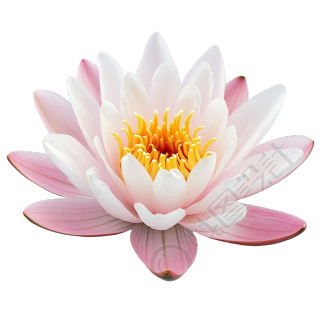 睡莲可商用素材