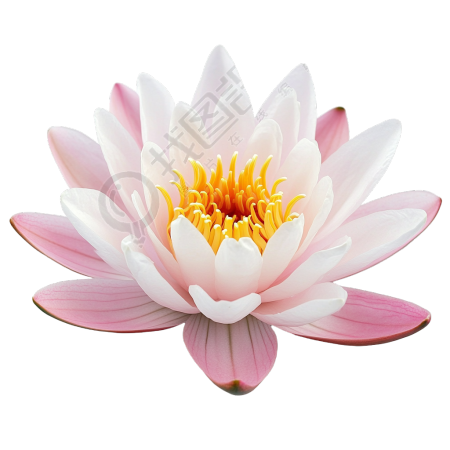 睡莲可商用素材