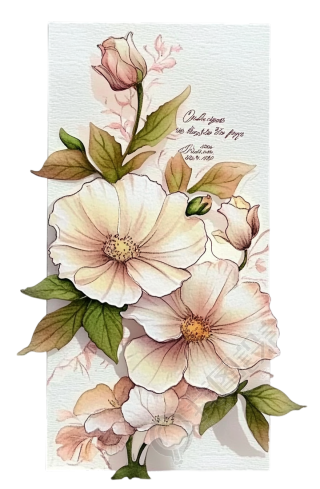 白色花卉书签插画