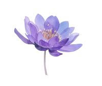 紫色睡莲素材