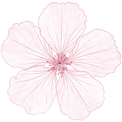 樱花花瓣透明背景素材