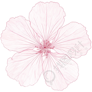 樱花花瓣透明背景素材