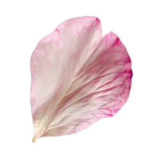 单片樱花花瓣元素
