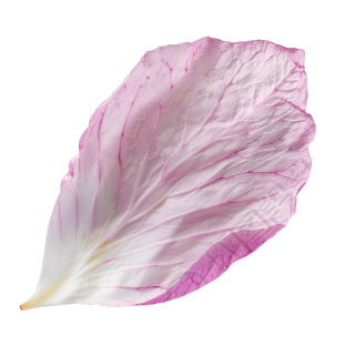 单片樱花花瓣素材