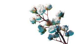多边形棉花插画