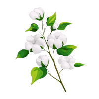 棉花小清新插画