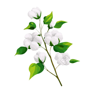 棉花小清新插画