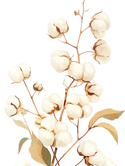 水彩风格棉花插画