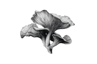 蘑菇创意插画
