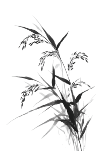 水稻秧苗水墨风插画