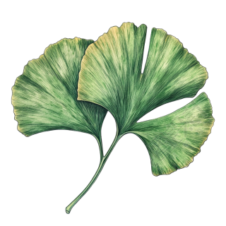 绿色银杏叶元素