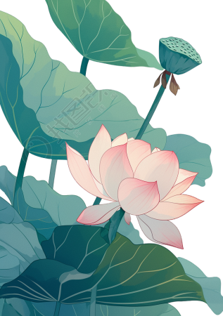 粉色荷花透明背景元素