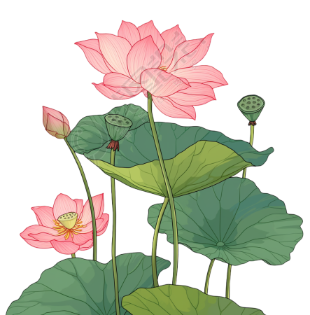 粉色荷花素材