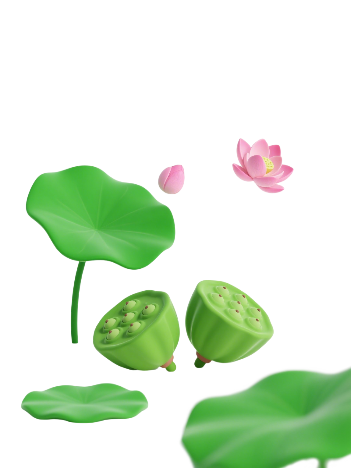莲蓬透明背景插画