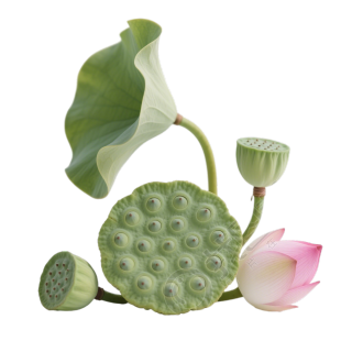 绿色莲蓬插画设计