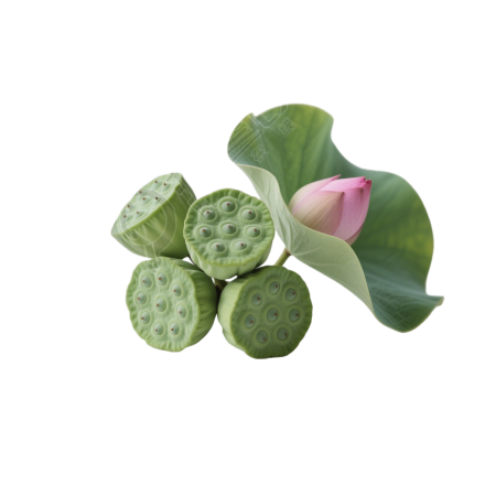 绿色莲蓬插图