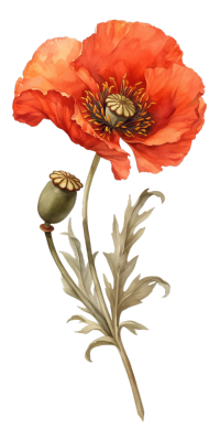 罂粟花透明背景插图