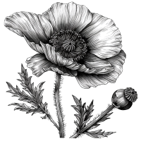 罂粟花简约线条插图