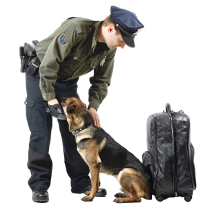 禁毒警犬检查行李插图