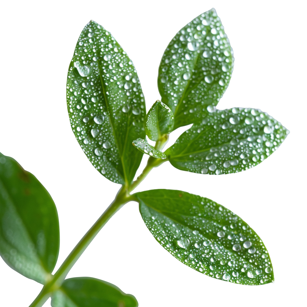 中草药新鲜草本叶子素材