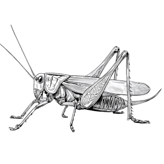 蟋蟀素描昆虫元素
