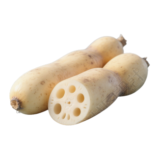 莲藕可商用插图