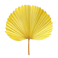 蒲扇透明背景插画