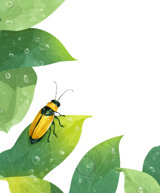 萤火虫水彩插画